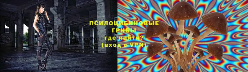 купить   Трубчевск  Псилоцибиновые грибы прущие грибы 